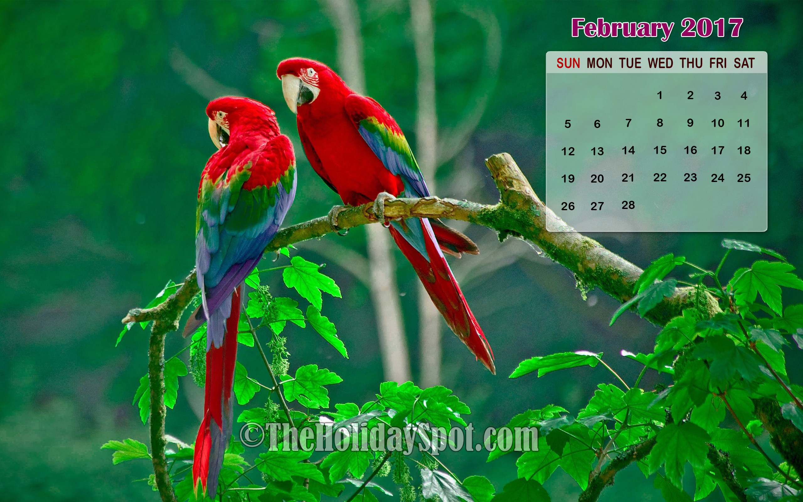 2560x1600 February 2017 Calendar Wallpaper of colorful birds