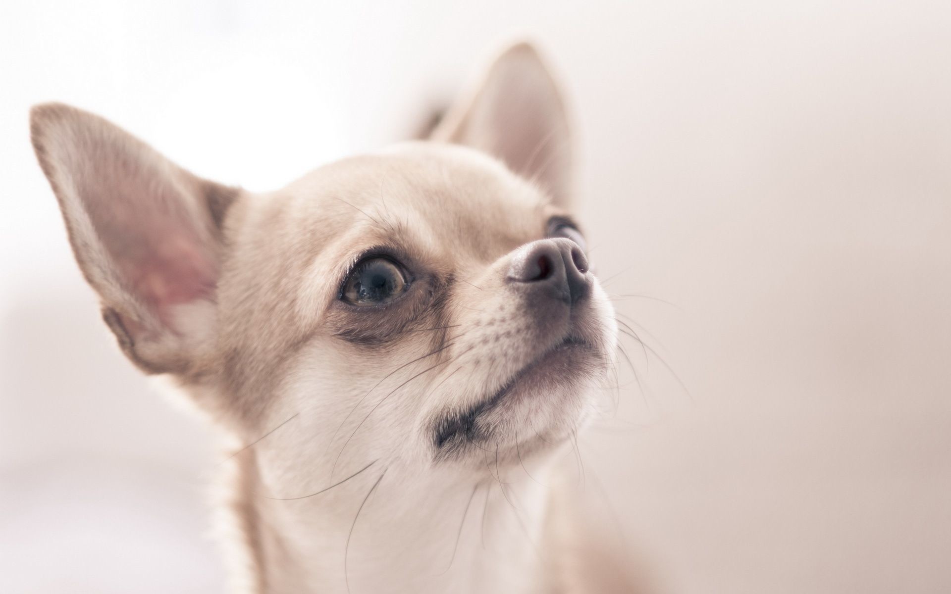1920x1200  46+ Chihuahua Wallpapers, Top Ranked Chihuahua Wallpapers, PC .