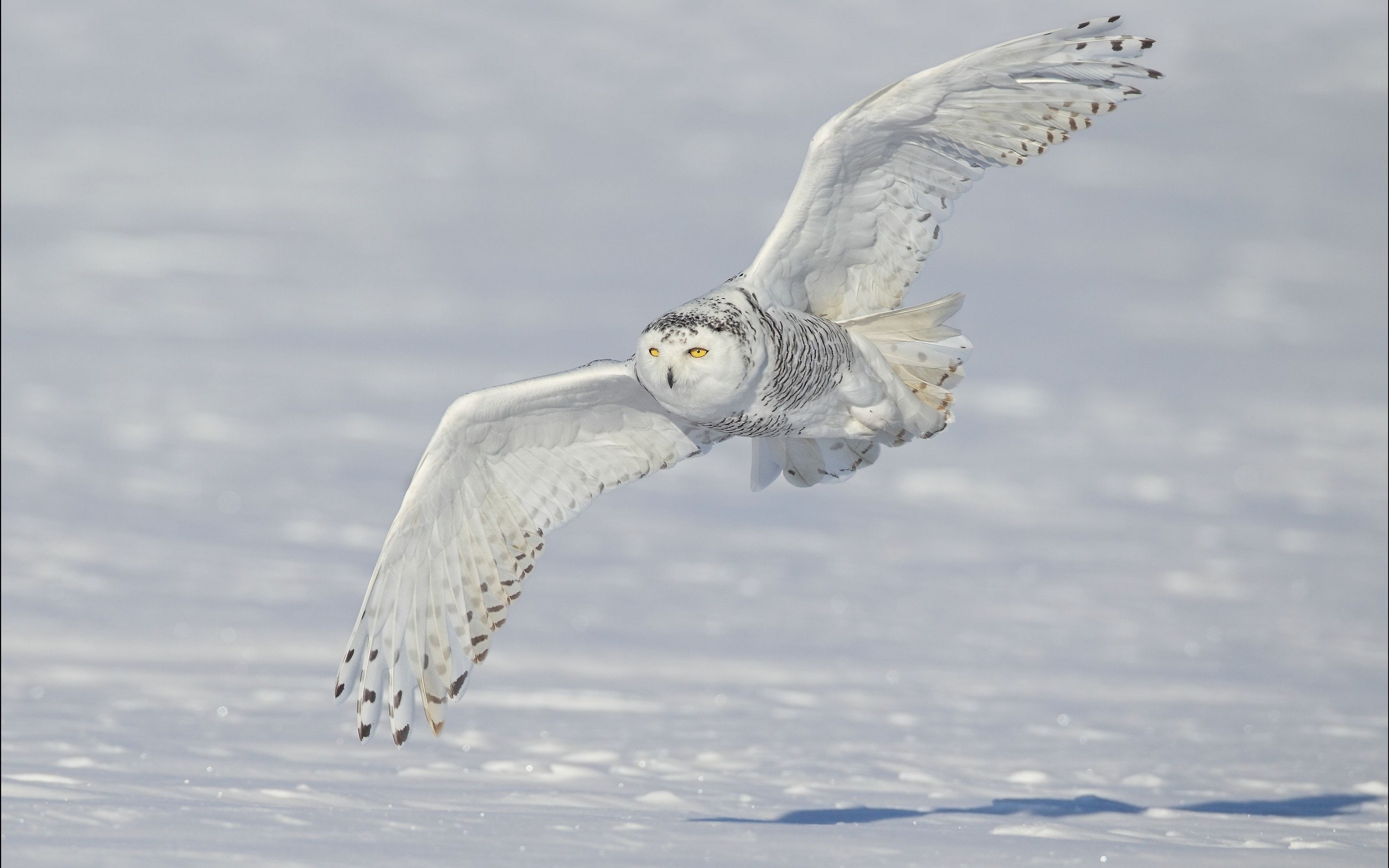 2560x1600 Wallpaper Owls Birds Wings snowy owl Snow Flight Animals 