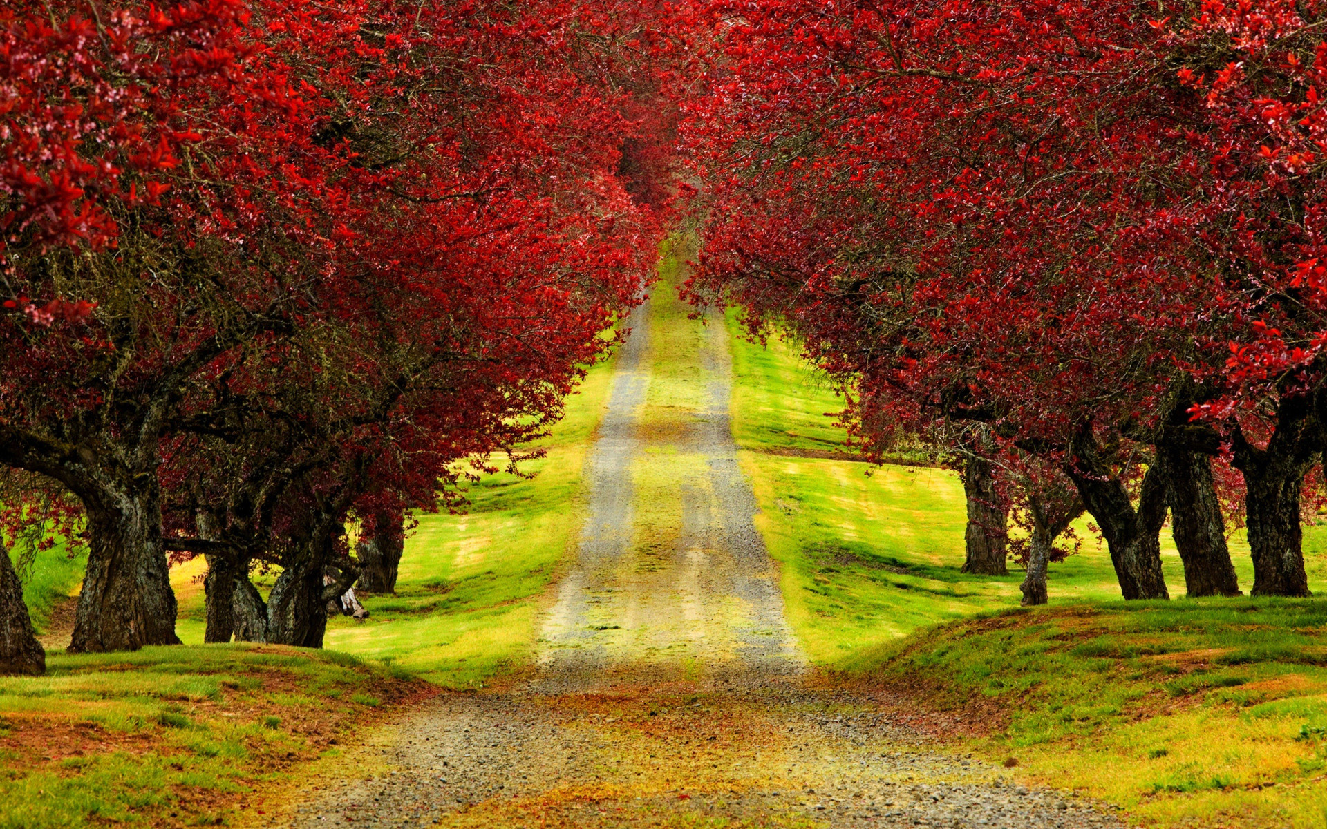 1920x1200 Red Trees Autumn Road Beautiful HD Wallpaper - HD Nature Wallpaper
