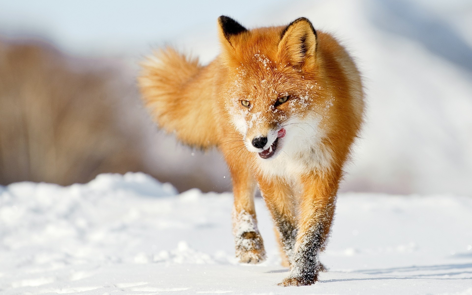 1920x1200 HD Animals Wallpapers and Photos | HD Animals Wallpapers Fox Full ...