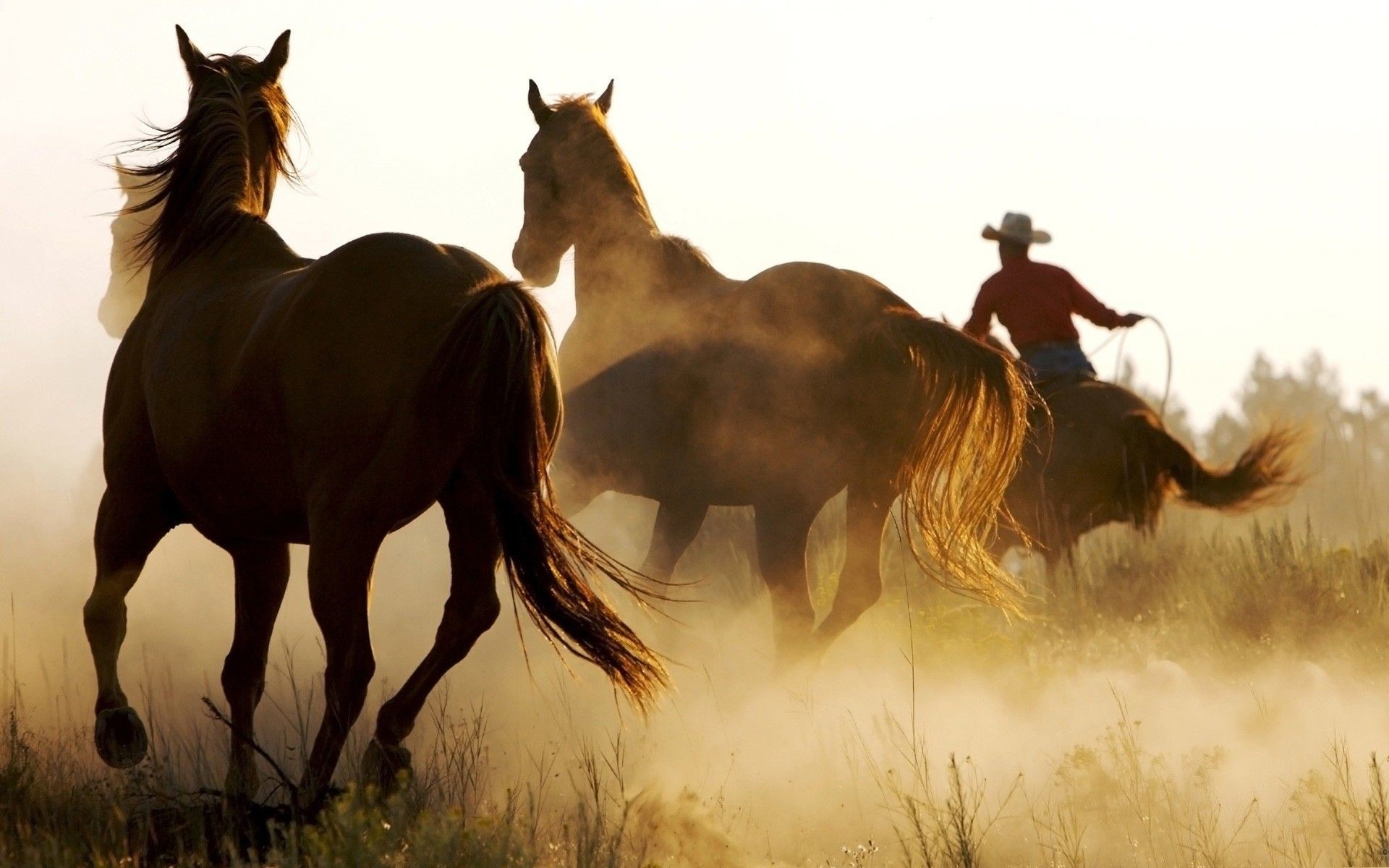 1920x1200 Horses: Cool Marlboro Country Horses Cowboy Full HD 1080p .