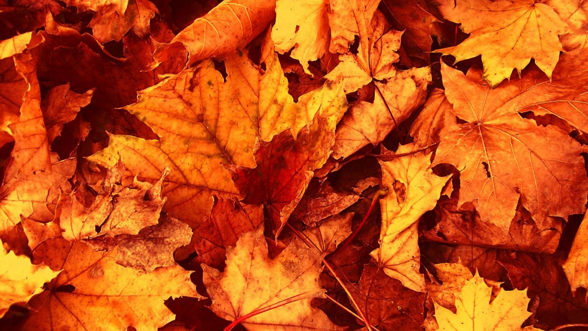 1920x1080 Autumn Leaves Wallpaper Widescreen
