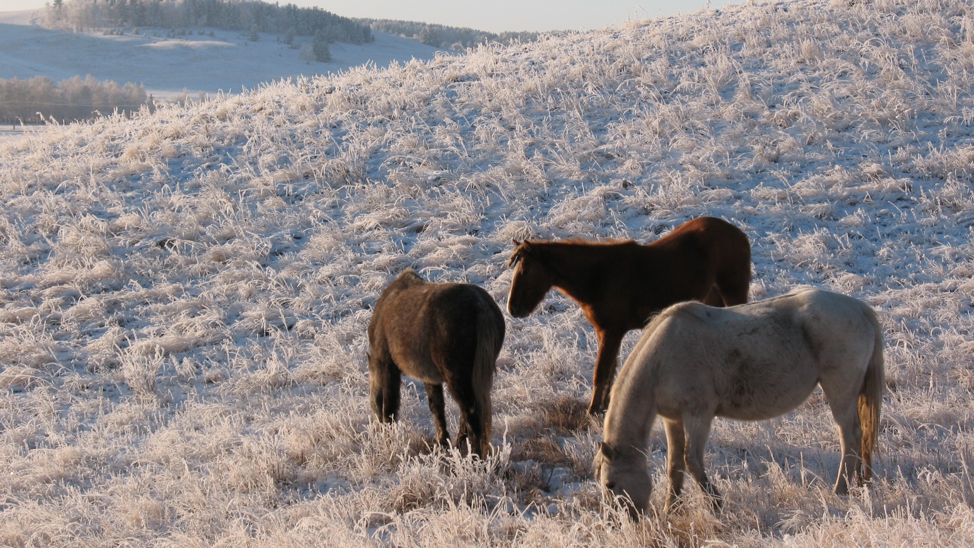 1920x1080  Wallpaper herd, horse, mare, winter, pasture, frost