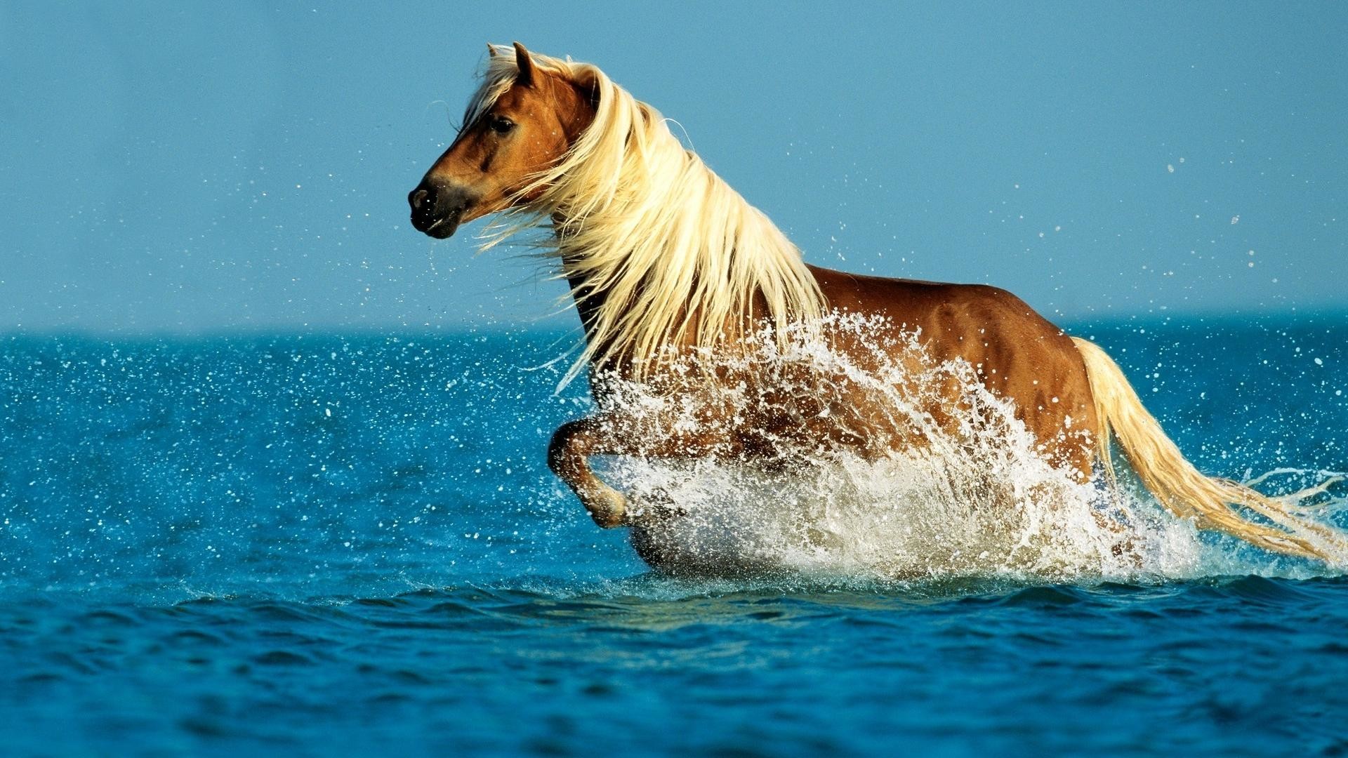 1920x1080  horse running in Sea desktop backgrounds wide wallpapers:1280x800,1440x900,1680x1050  -