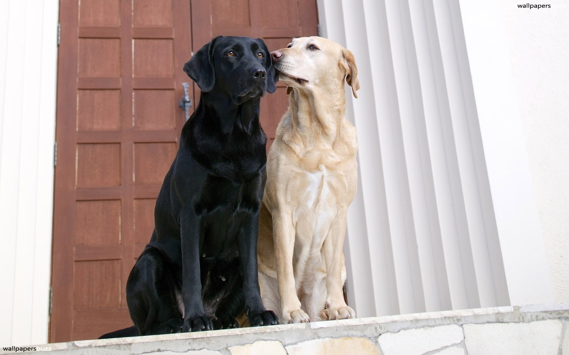 1920x1200 Black and white Dog couple