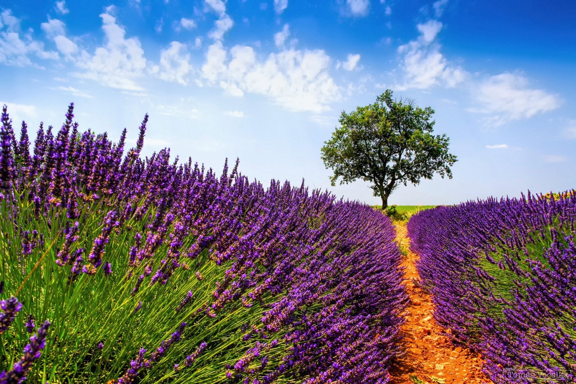 1920x1280 france provence summer july the field lavender flower tree sky clouds
