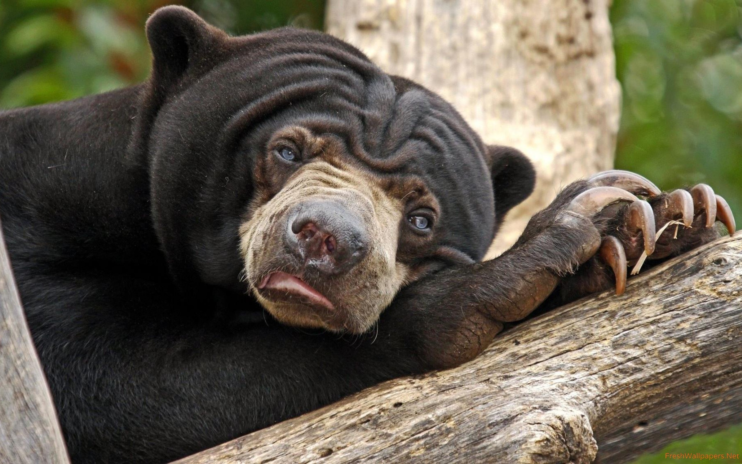 2560x1600 Sloth bear resting on a tree log wallpaper