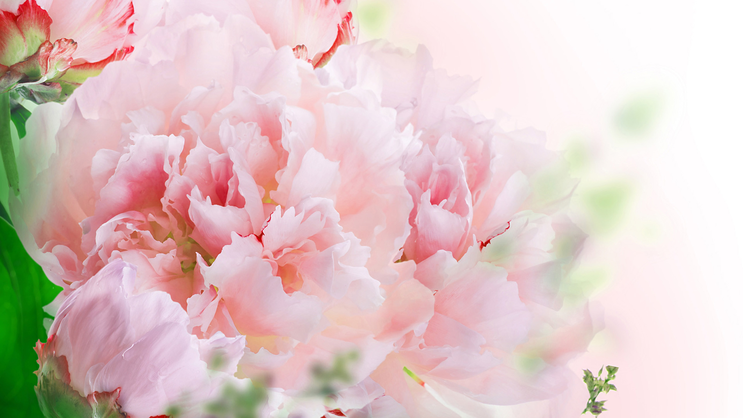 2560x1440 ... carnations-wallpapers-20 ...