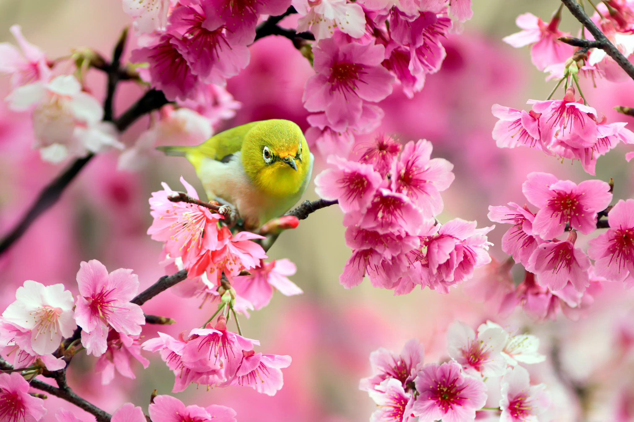 2048x1365 wallpaper.wiki-green-bird-sparrow-cherry-flowers-spring-