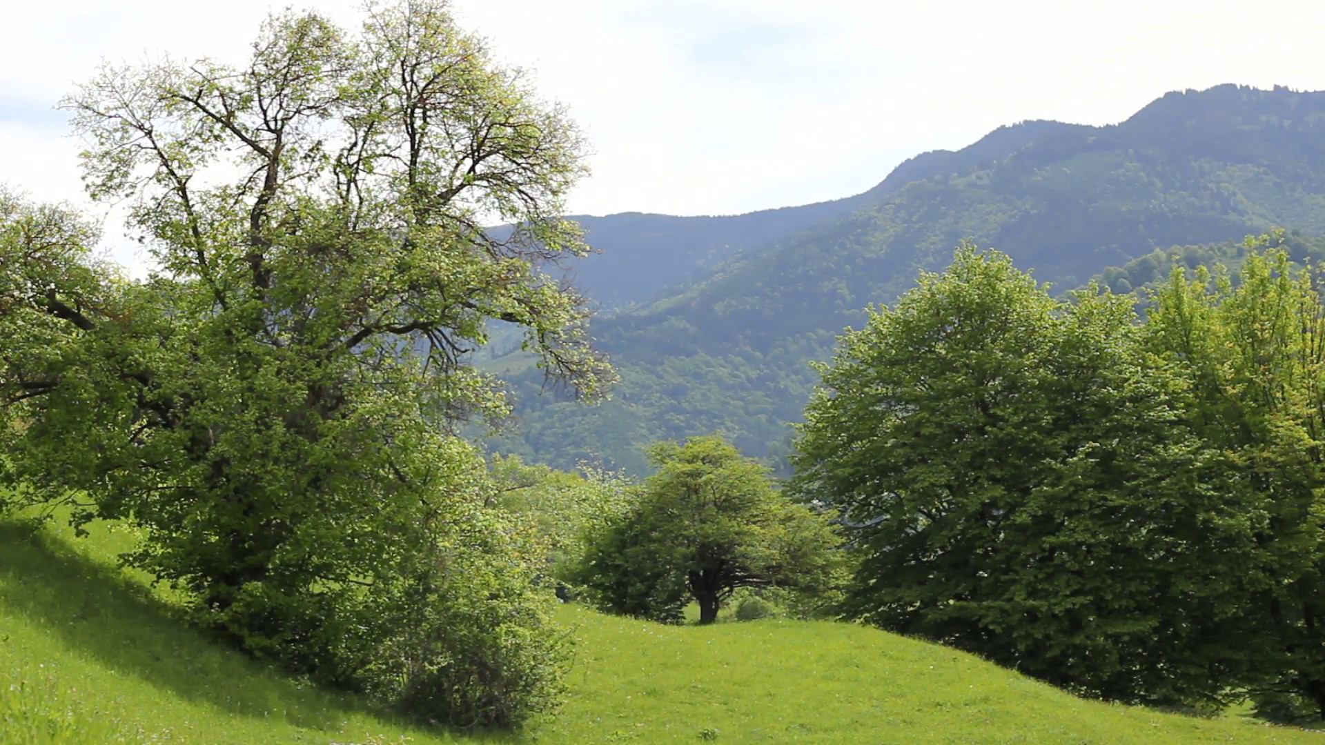 1920x1080 Gorgeous scenery, fresh green spring grass, trees and mountains in  background Stock Video Footage - Storyblocks Video