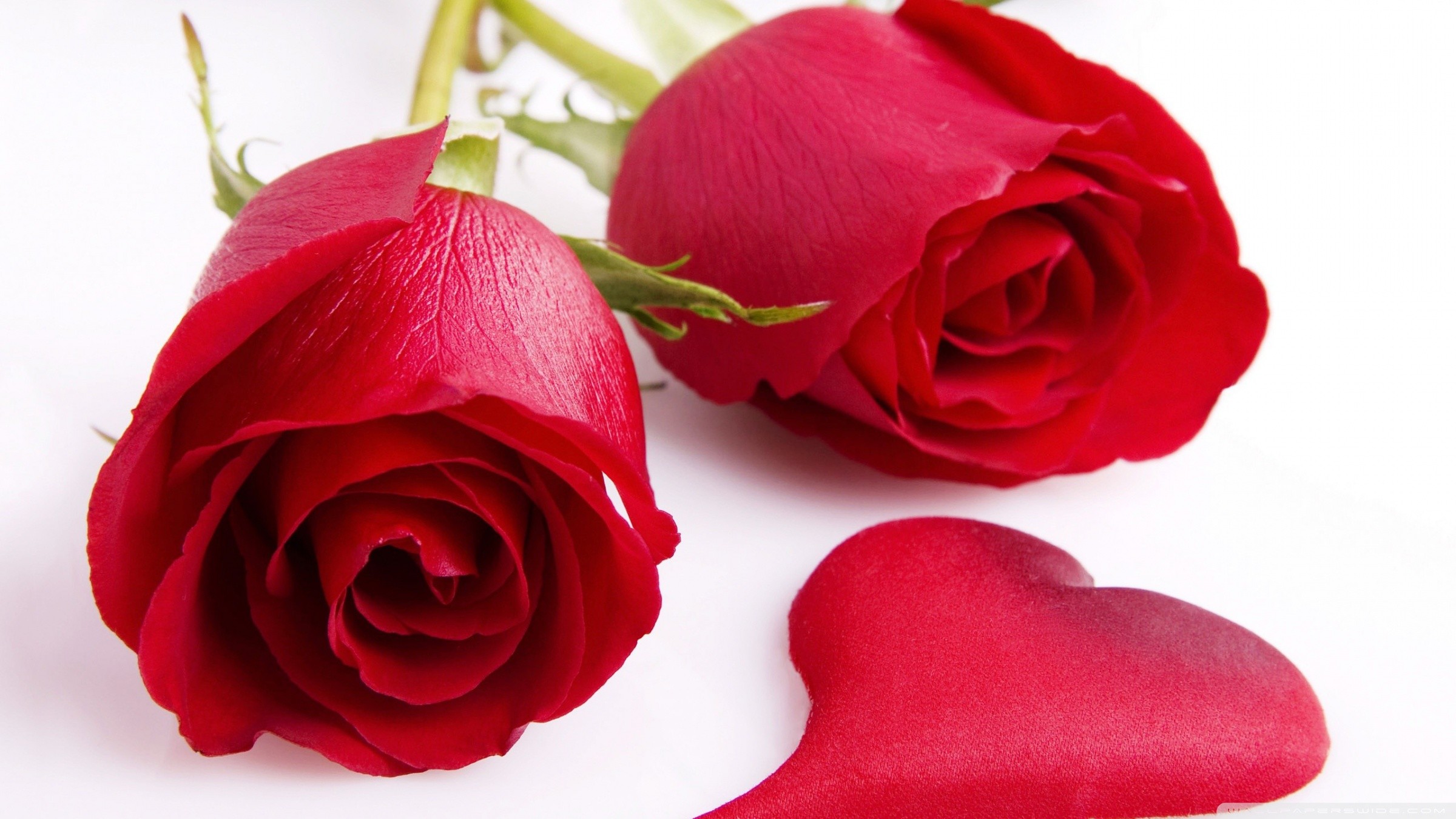 2400x1350 Download high definition red rose wallpaper ...