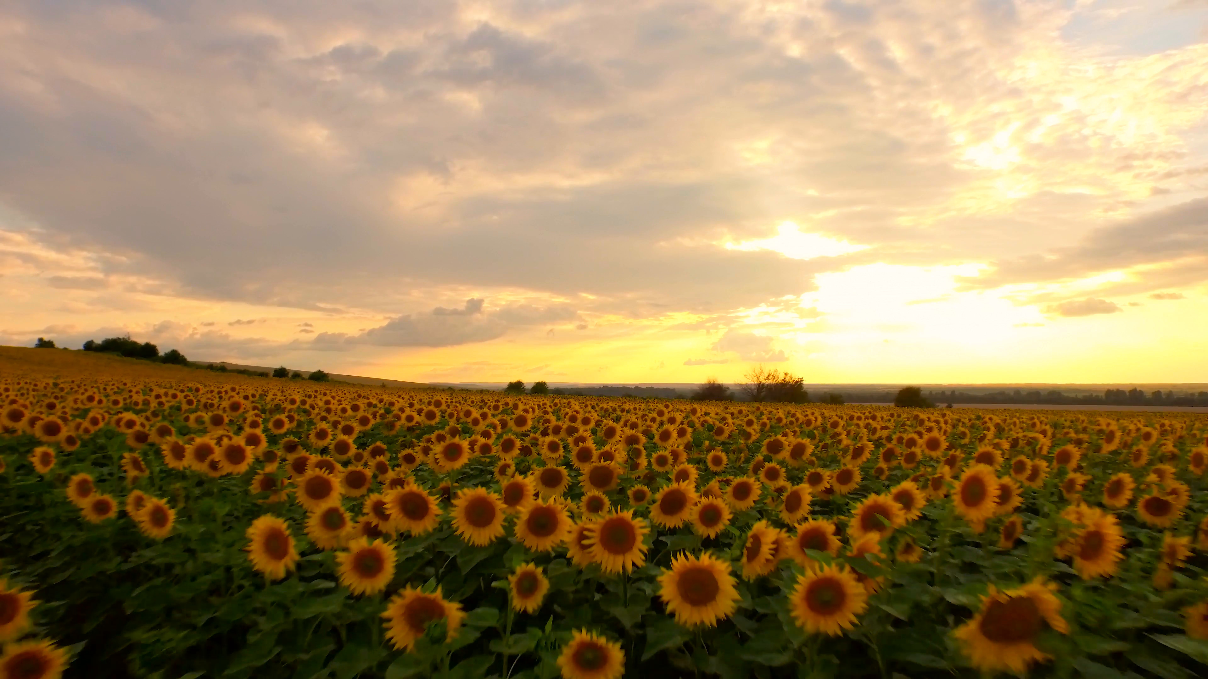 3840x2160 Subscription Library Passing Fly Over Sunflower Field Close Up Aerial  Agriculture Sunset Beauty Nature Piece Beauty Farming Landscape