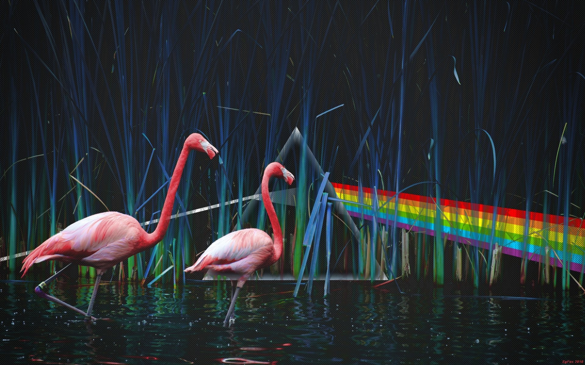 1920x1200 pink floyd the dark side of the moon pink floyd pond flamingos dispersion  of light