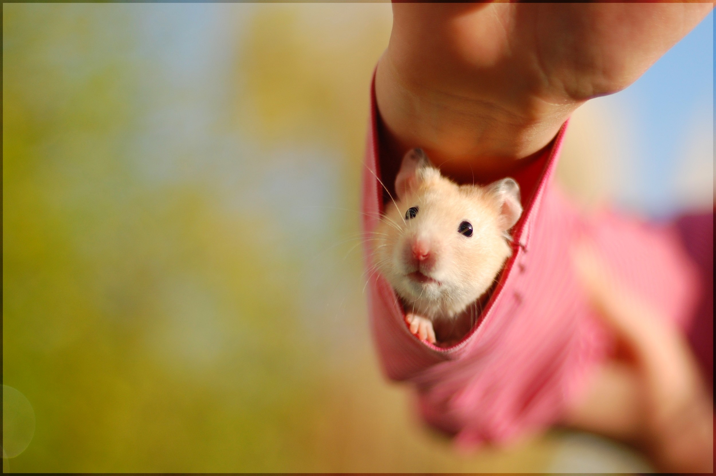 Cute Hamster Wallpaper (58+ images)