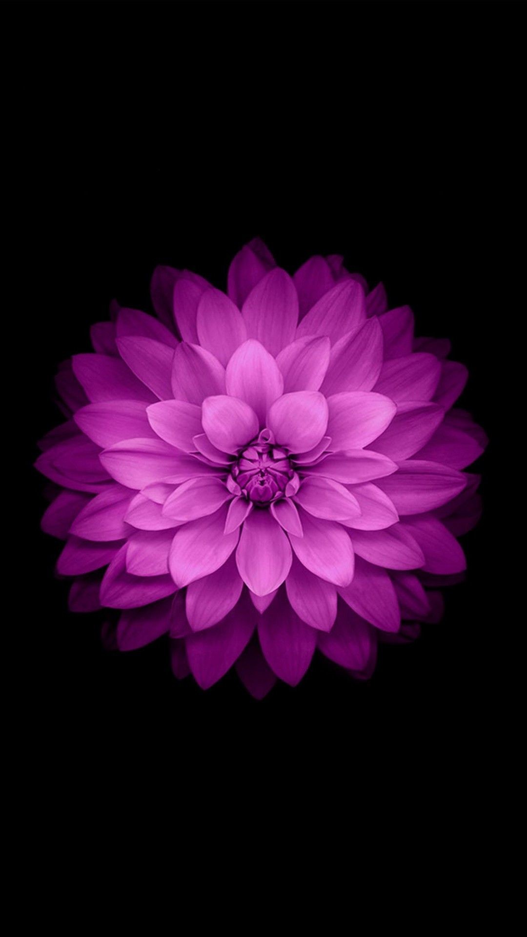 1080x1920 Purple Flowers Cellphone Wallpaper | Best HD Wallpapers