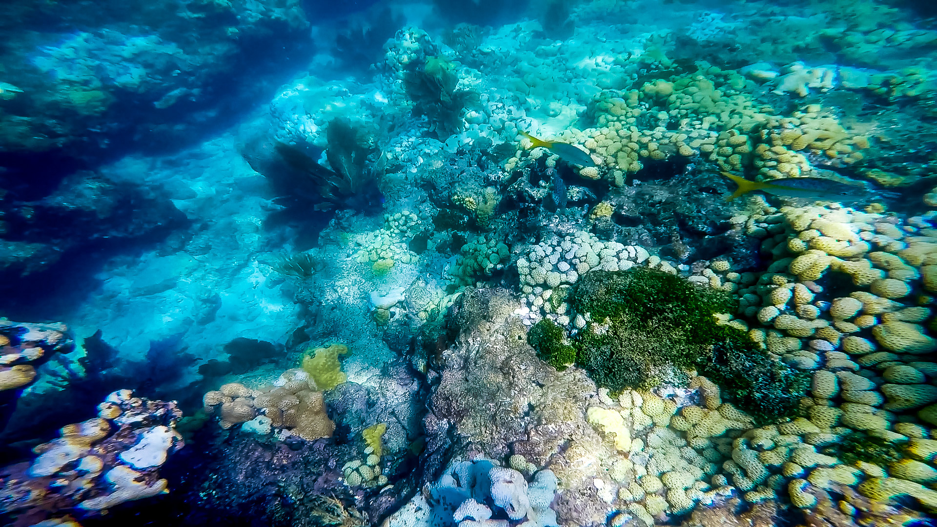 1920x1080 ... Keys Reef Snorkel – Sunset Watersports – Key West, FL – Coral Reef Guide