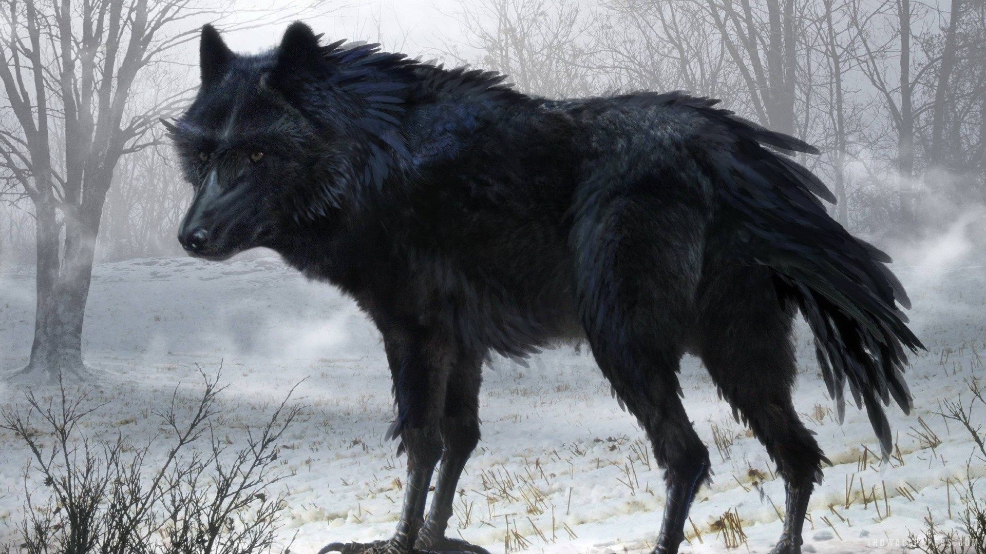 1920x1080 Black Wolf Wallpapers by Emma Shah #8