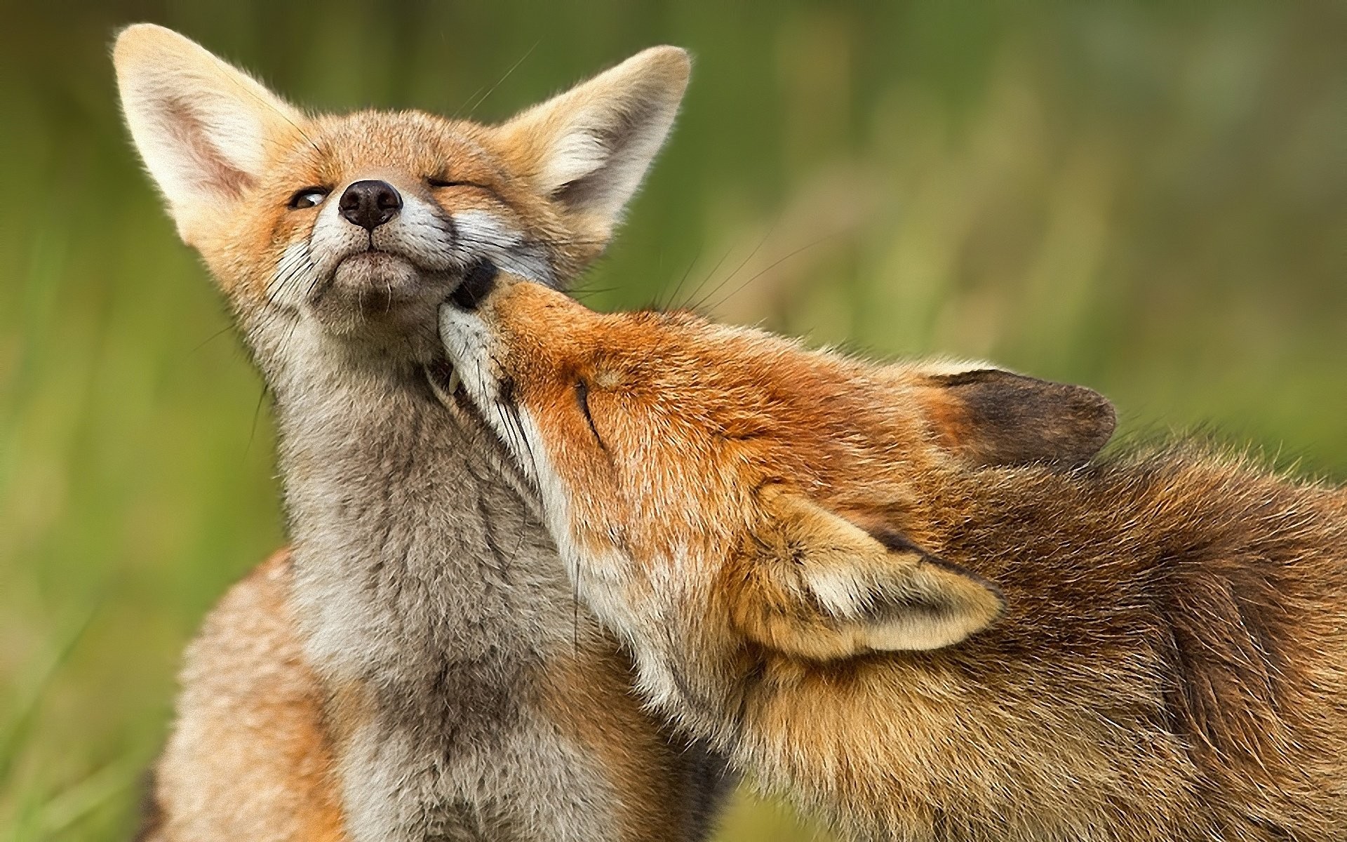 1920x1200 Foxes Cuddling