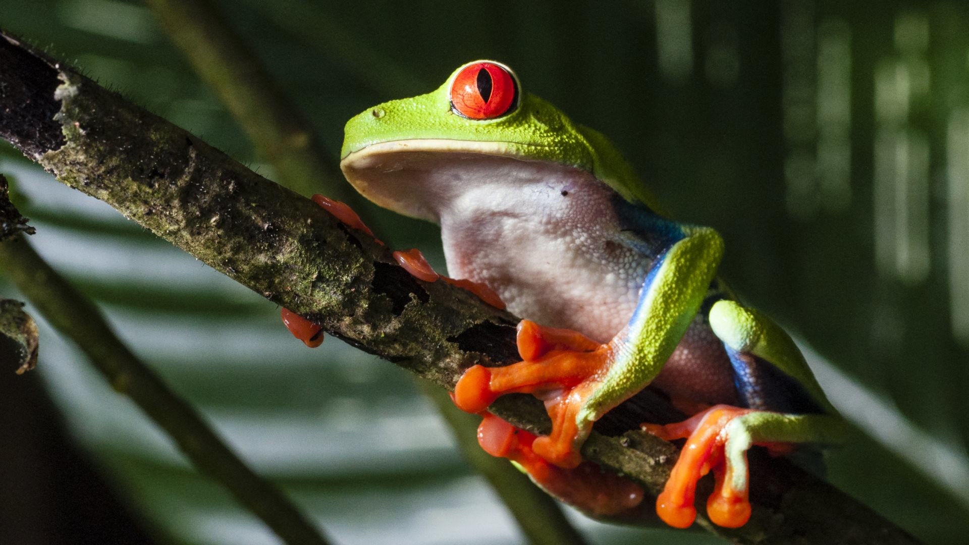 1920x1080 Red-eye tree frog in the 2nd wallpaper