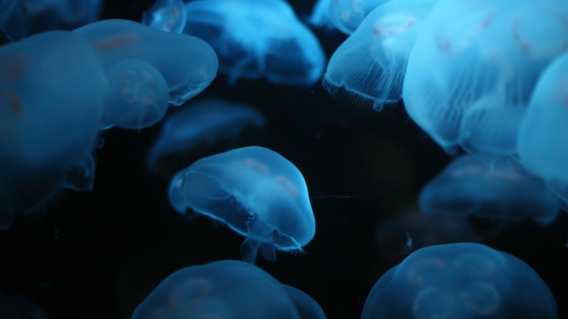 1920x1080 3d Jellyfish Hd Live Wallpaper-1080p Underwater Collection | Unique HD .
