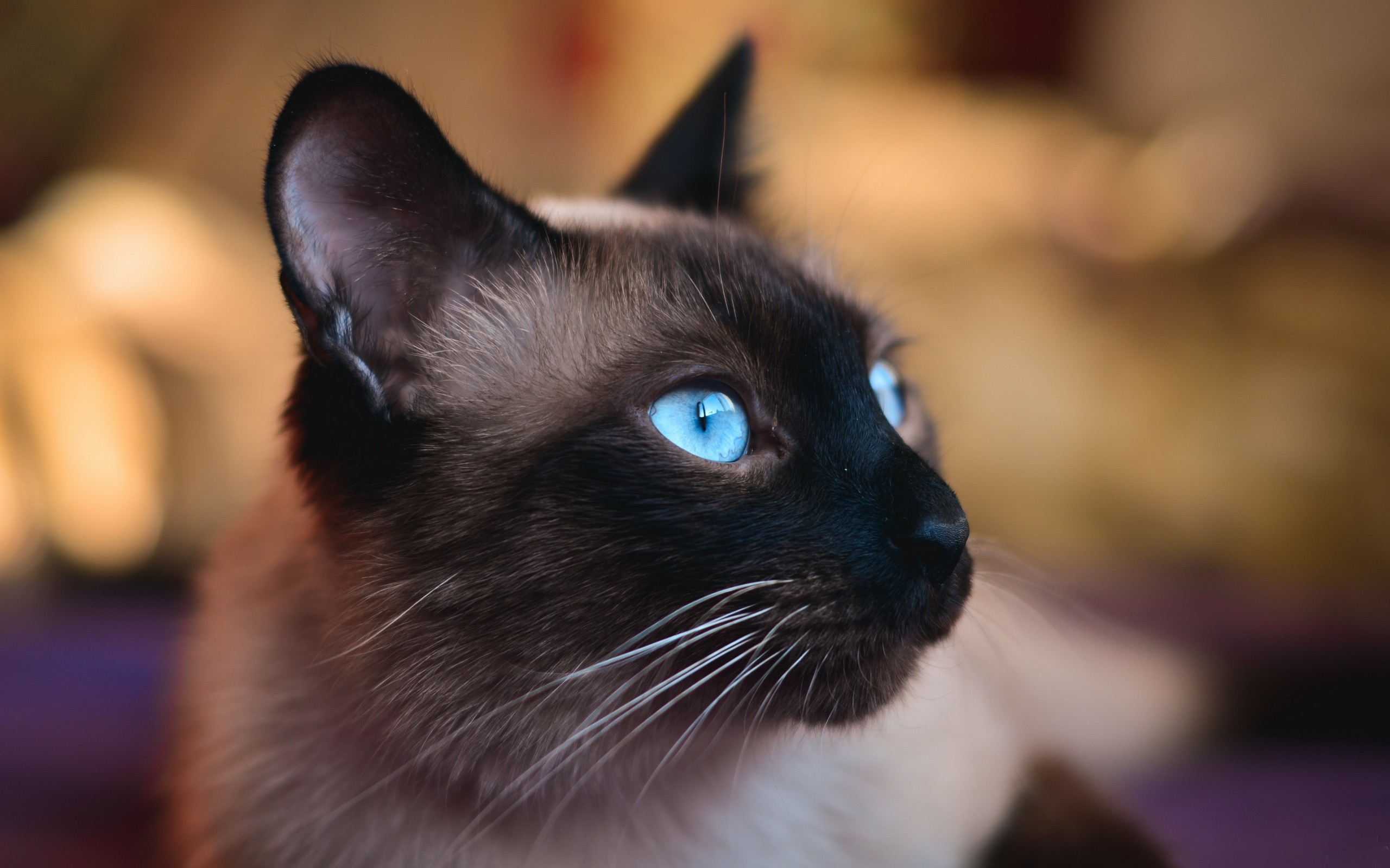 2560x1600 #blue eyes, #cat, #Siamese cats, #closeup, #animals, wallpaper