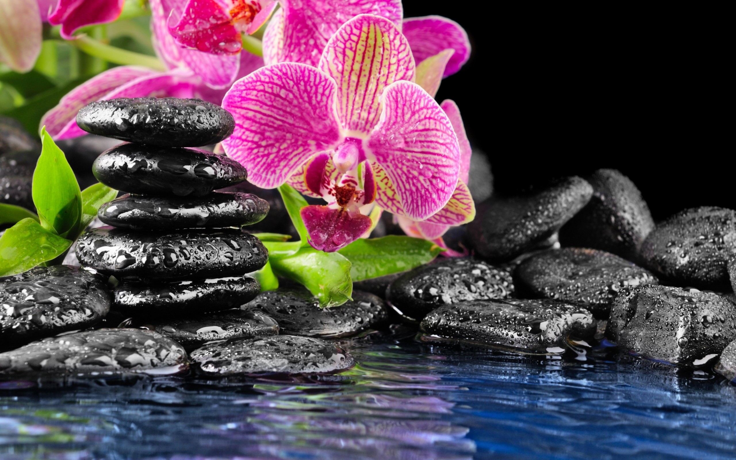 2560x1600 Orchid pink Spa ornament stone water zen HD Wallpaper