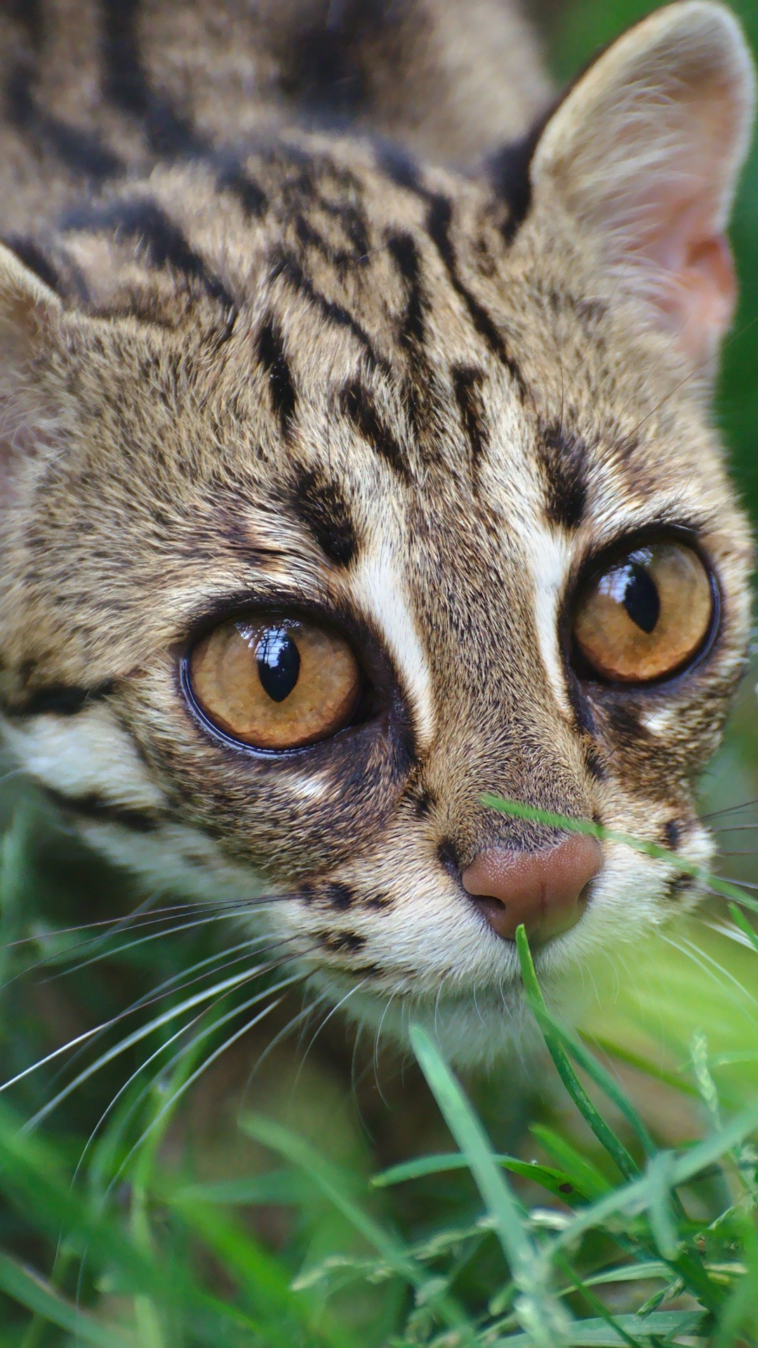 1080x1920 Clouded leopard, wild cat, grass iPhone 6 (6S) Plus wallpaper - 