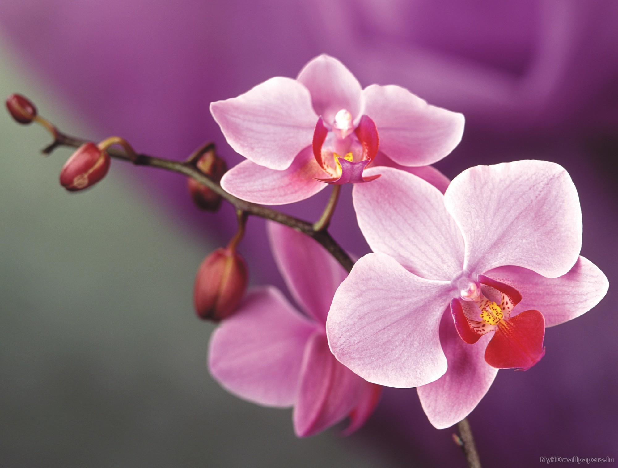 2000x1516 Orchid Flowers Pink Close-Up HD Wallpaper