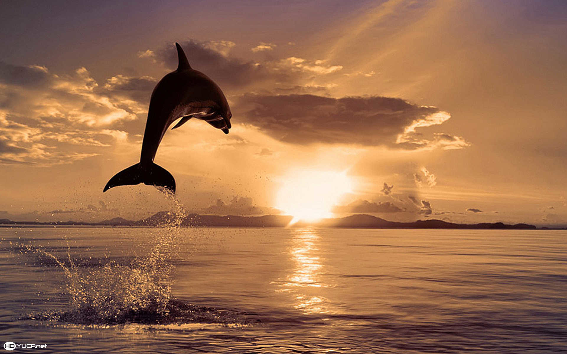 1920x1200 Dolphins Jumping In The Sunset