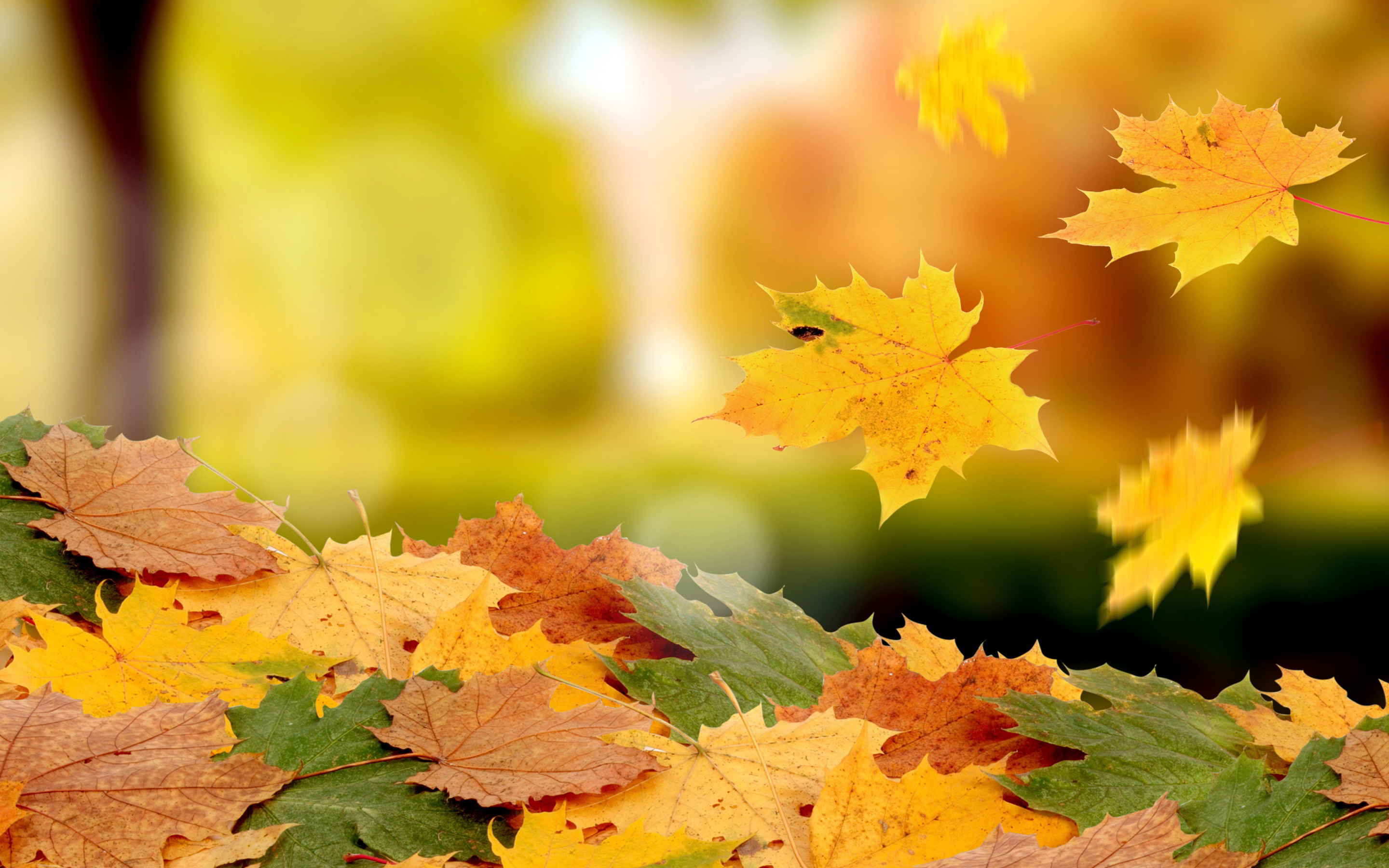 2880x1800 Fall Leaves Wallpaper Background 1242