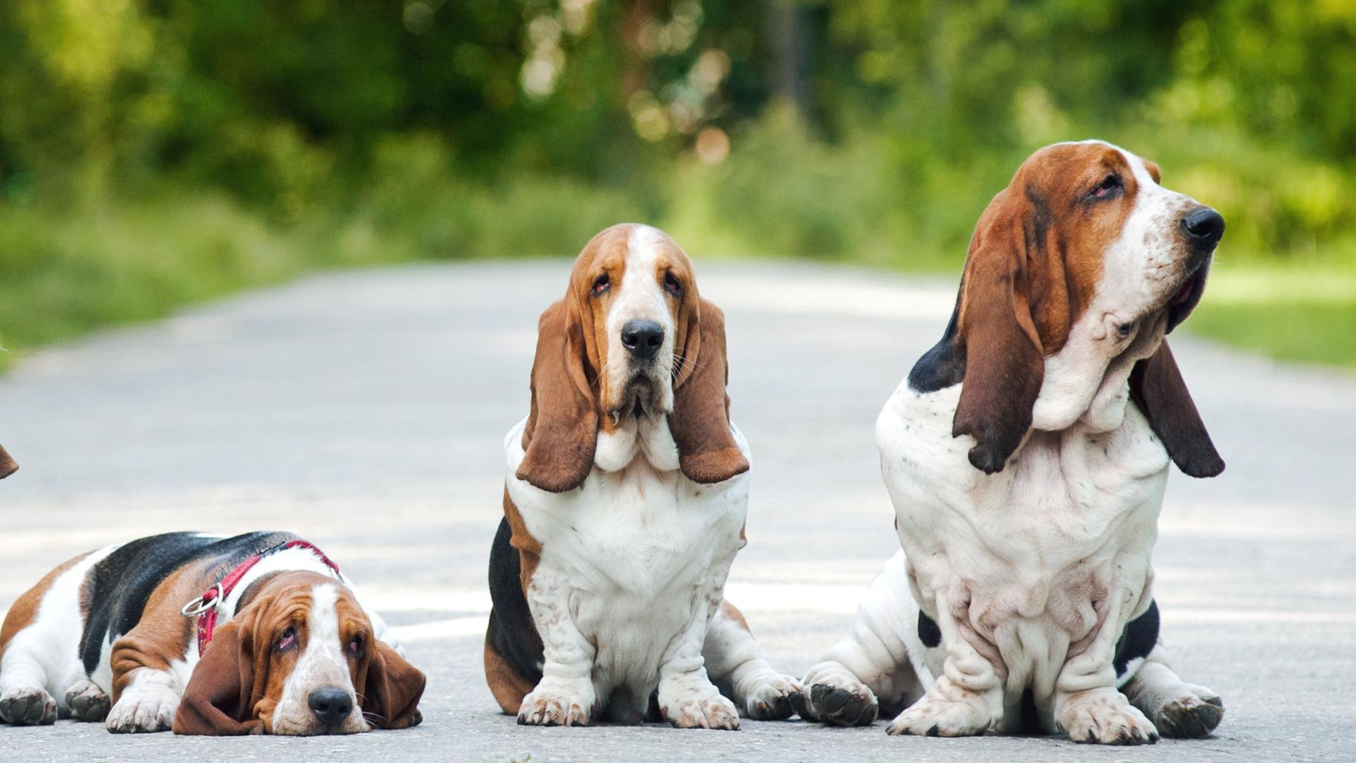 1920x1080 Basset Hound High Quality Wallpapers
