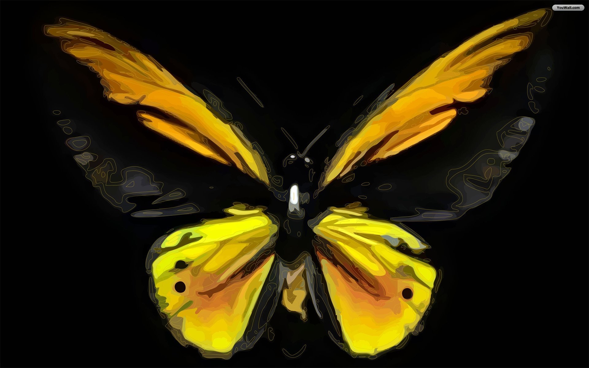 1920x1200  9 butterfly-wallpaper-1366x768-black-yellow-beautiful-butterfly-