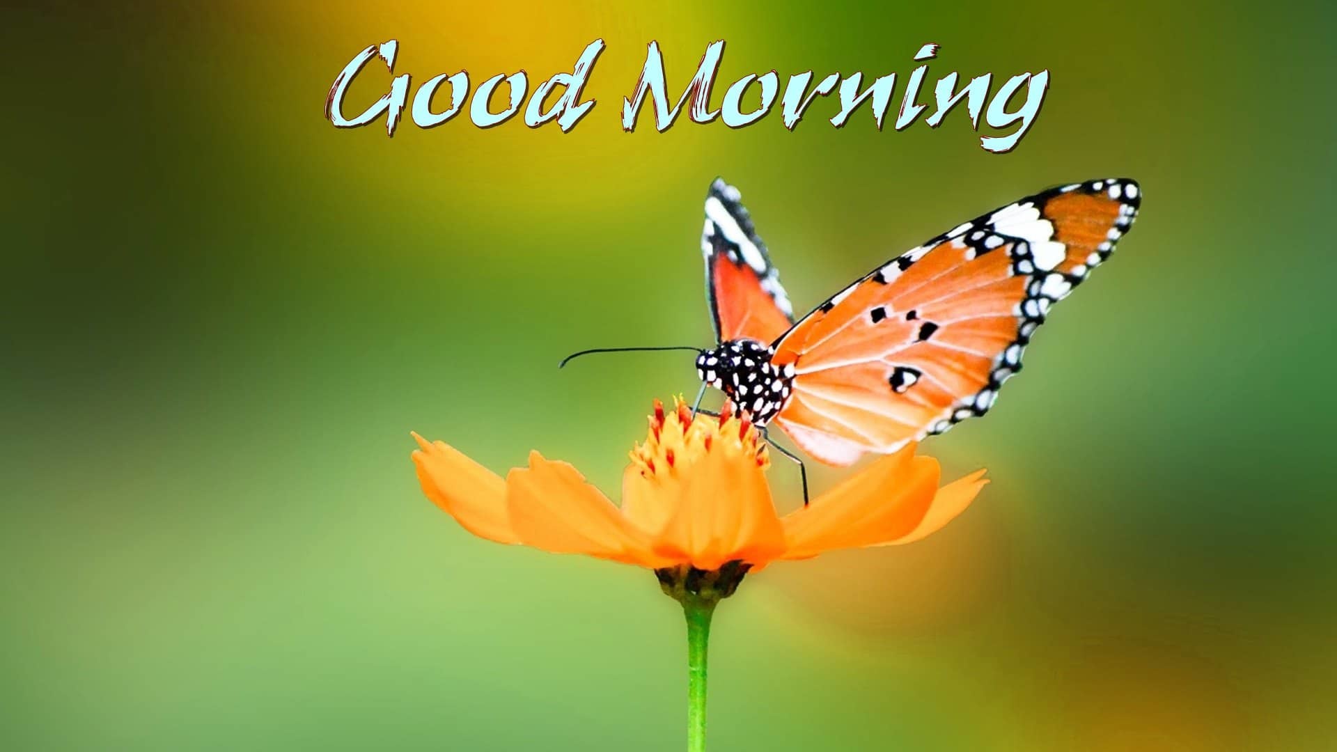 1920x1080 ... Good morning Butterfly Sitting On Flower Wallpapers