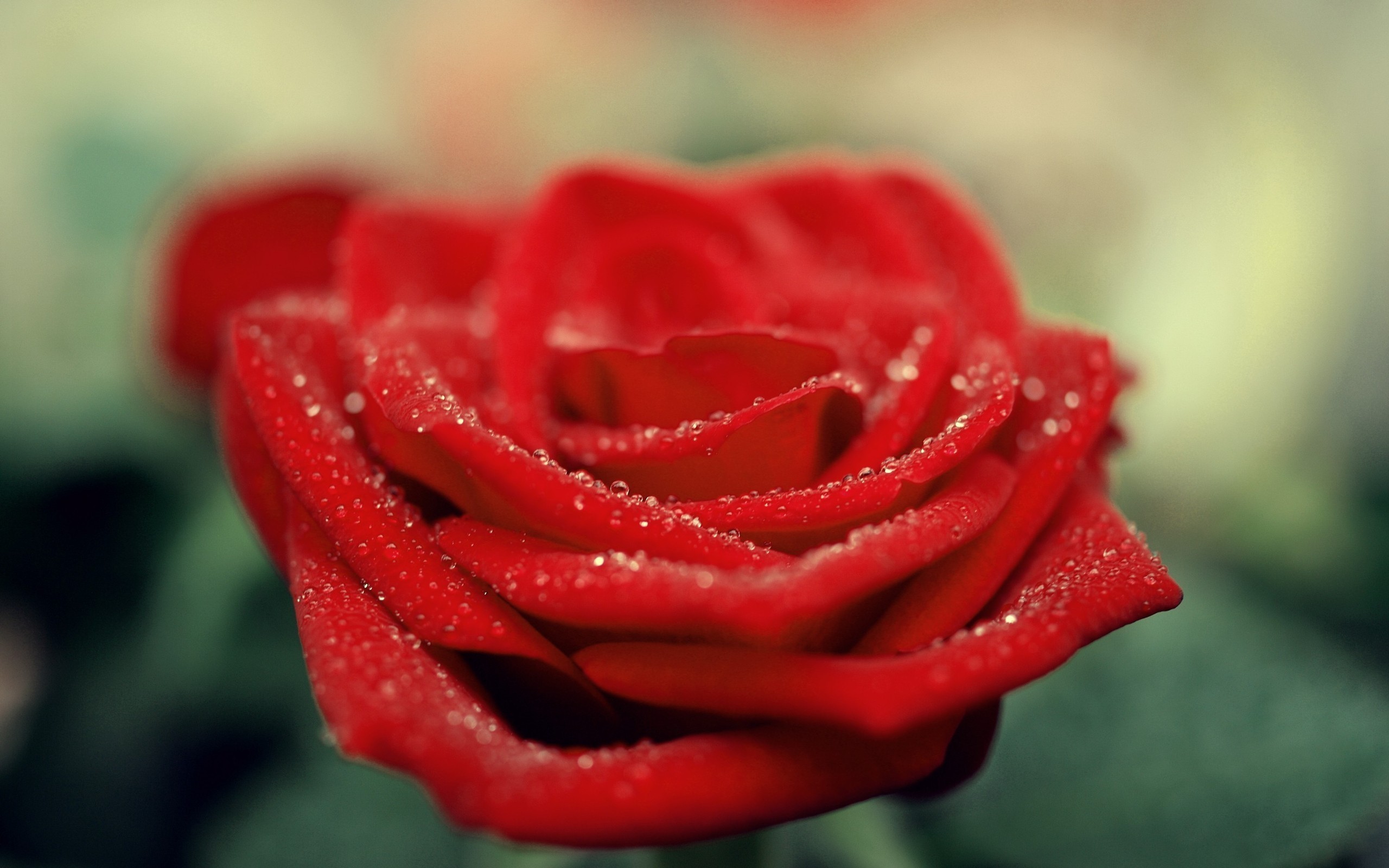 2560x1600 beautiful red rose flower hd wallpapers