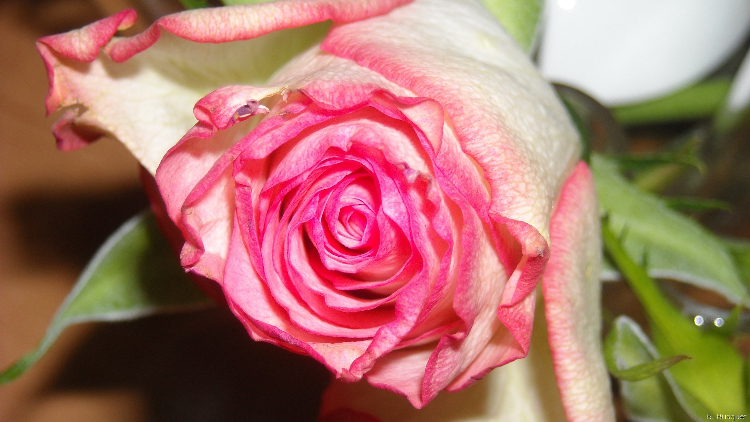2560x1440 HD photo with pink rose