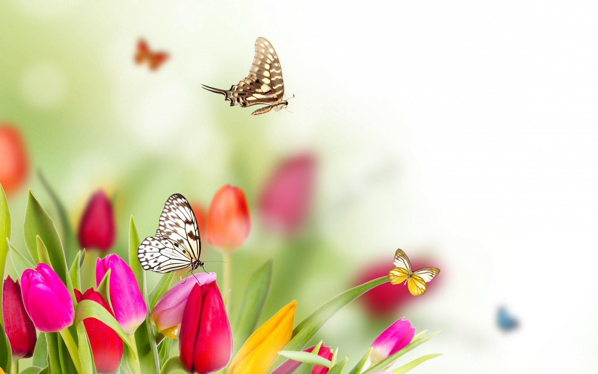 1920x1200 spring flowers and butterflies background hd Wallpaper HD
