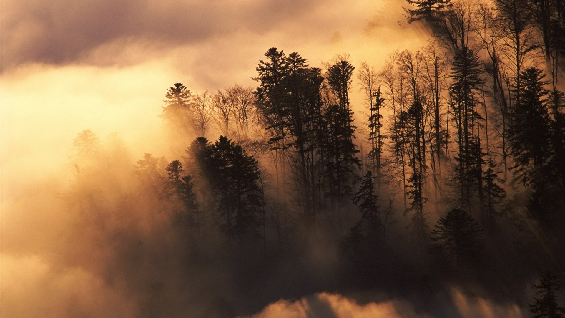 1920x1080 Nature landscapes trees forest sunlight sunrise sunset clouds fog mist  wallpaper |  | 26733 | WallpaperUP