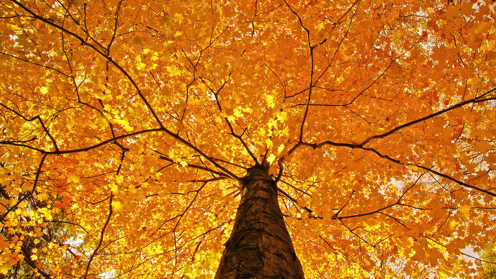 1920x1080 Nature Trees Leaves Color Yellow Autumn Wallpaper  340x220