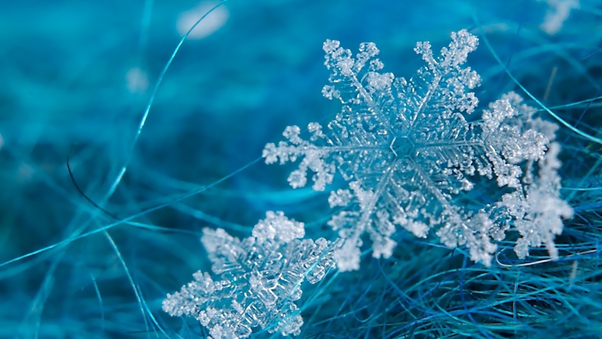 1920x1080 Preview Wallpaper Snowflake, Grass, Surface, Frost, Form 