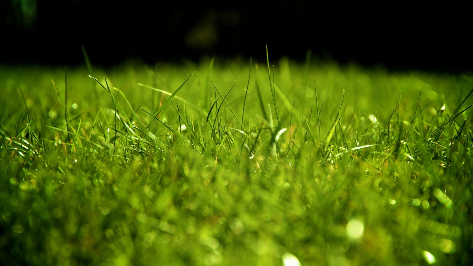 1920x1080 Download now full hd wallpaper grass field green blurry ...