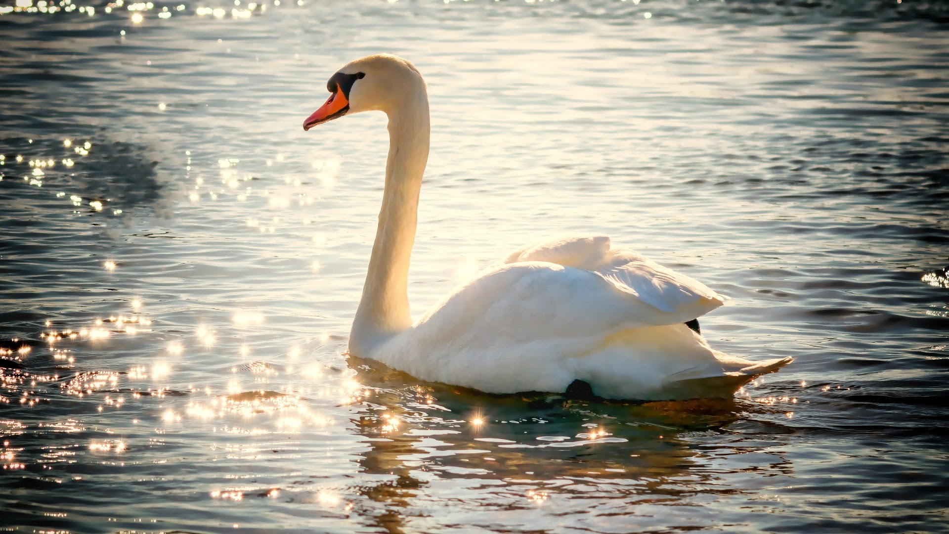 1920x1080 4K HD Wallpaper: Swan on Lake in a Sunny Day of February