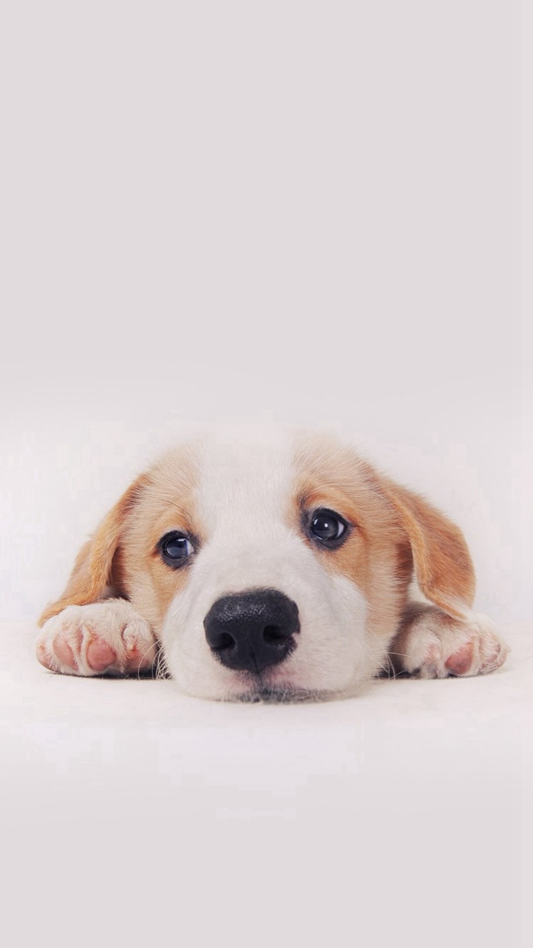 1080x1920 Cute Puppy Dog Pet #iPhone #6 #plus #wallpaper