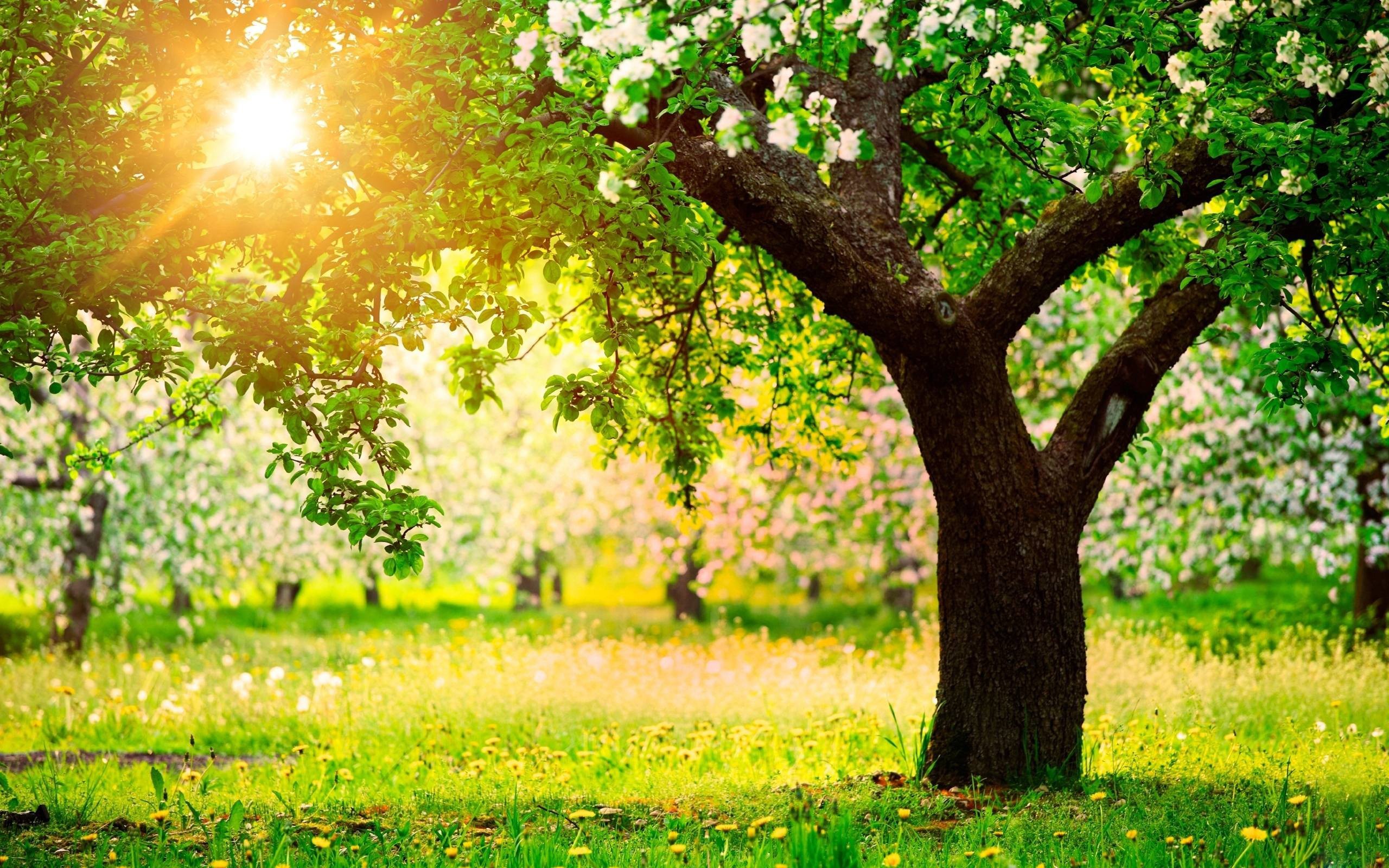 2560x1600 ... New Hd Nature Green Trees Backgrounds 3 Wallpaper Tree Background  Images Afari On New Hd Nature ...