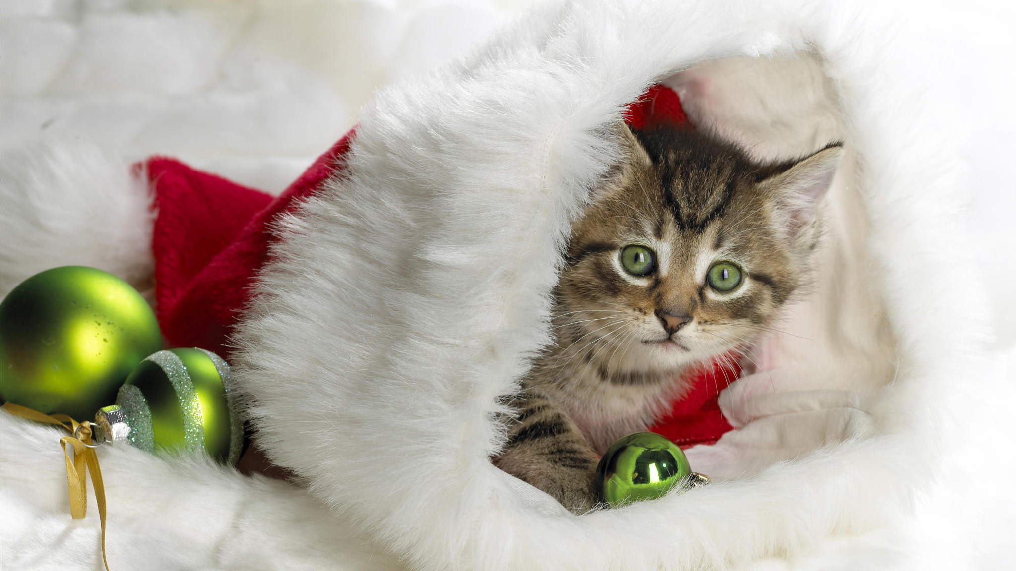 2048x1152 Christmas Cat Pictures