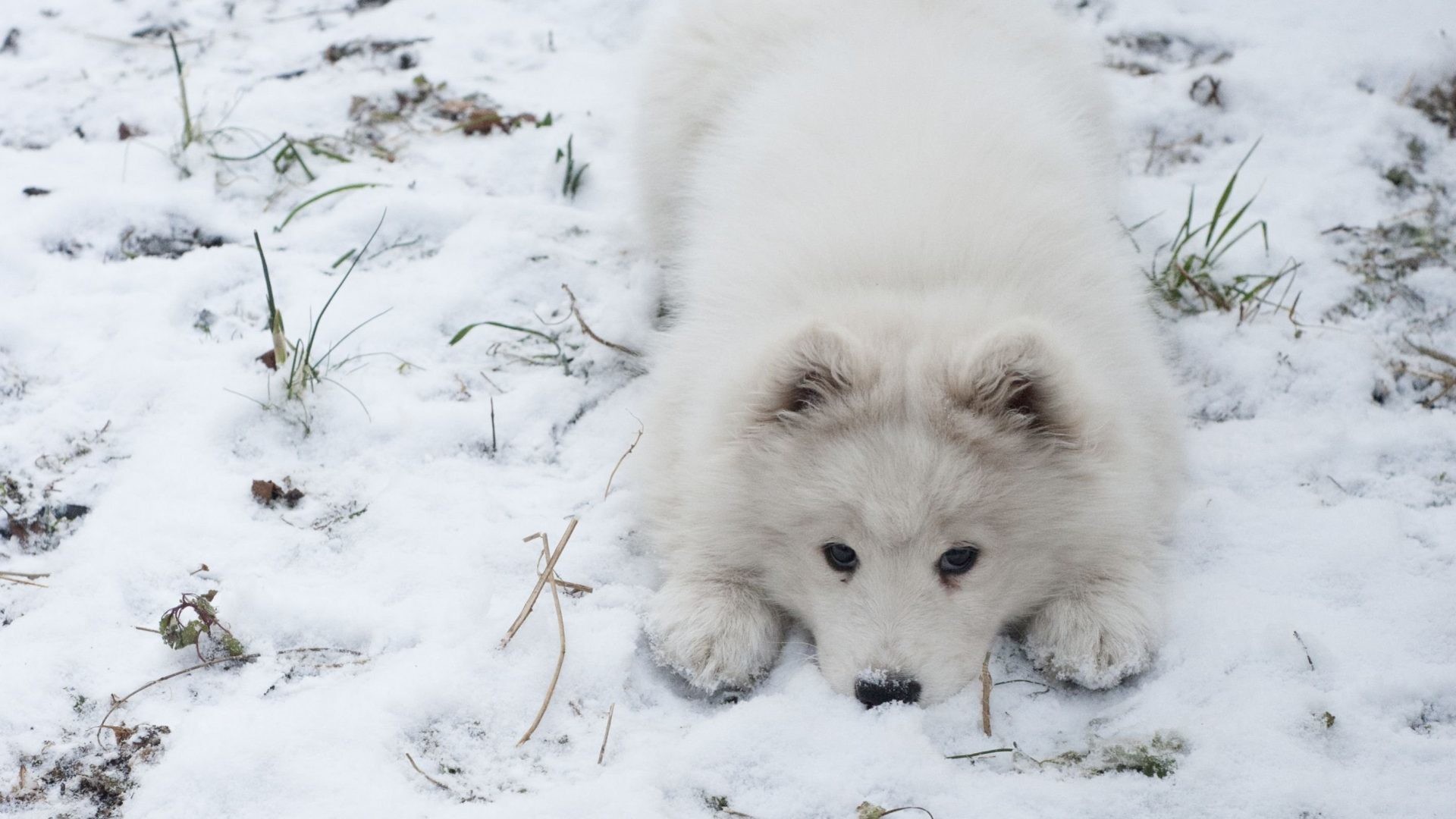 1920x1080 Canine Tag - Samoyed Dog Dogs Canine Wallpaper Picture for HD 16:9 High  Definition