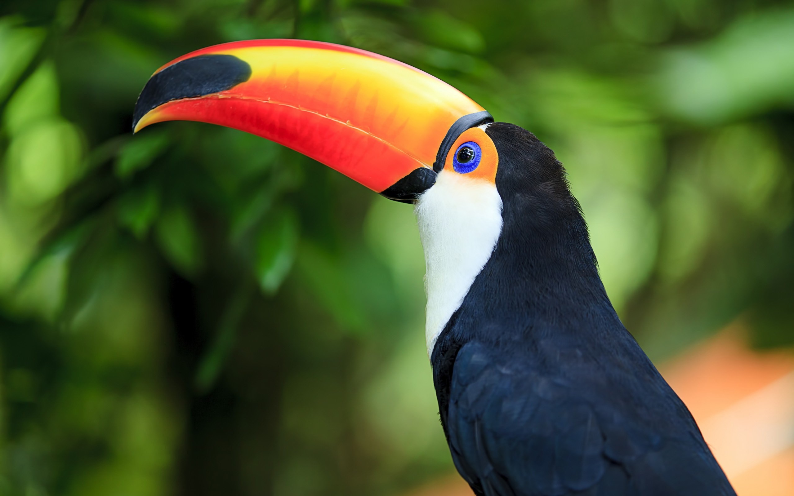 2560x1600 toco toucan pic for large desktop, Dick Grant 2017-03-23