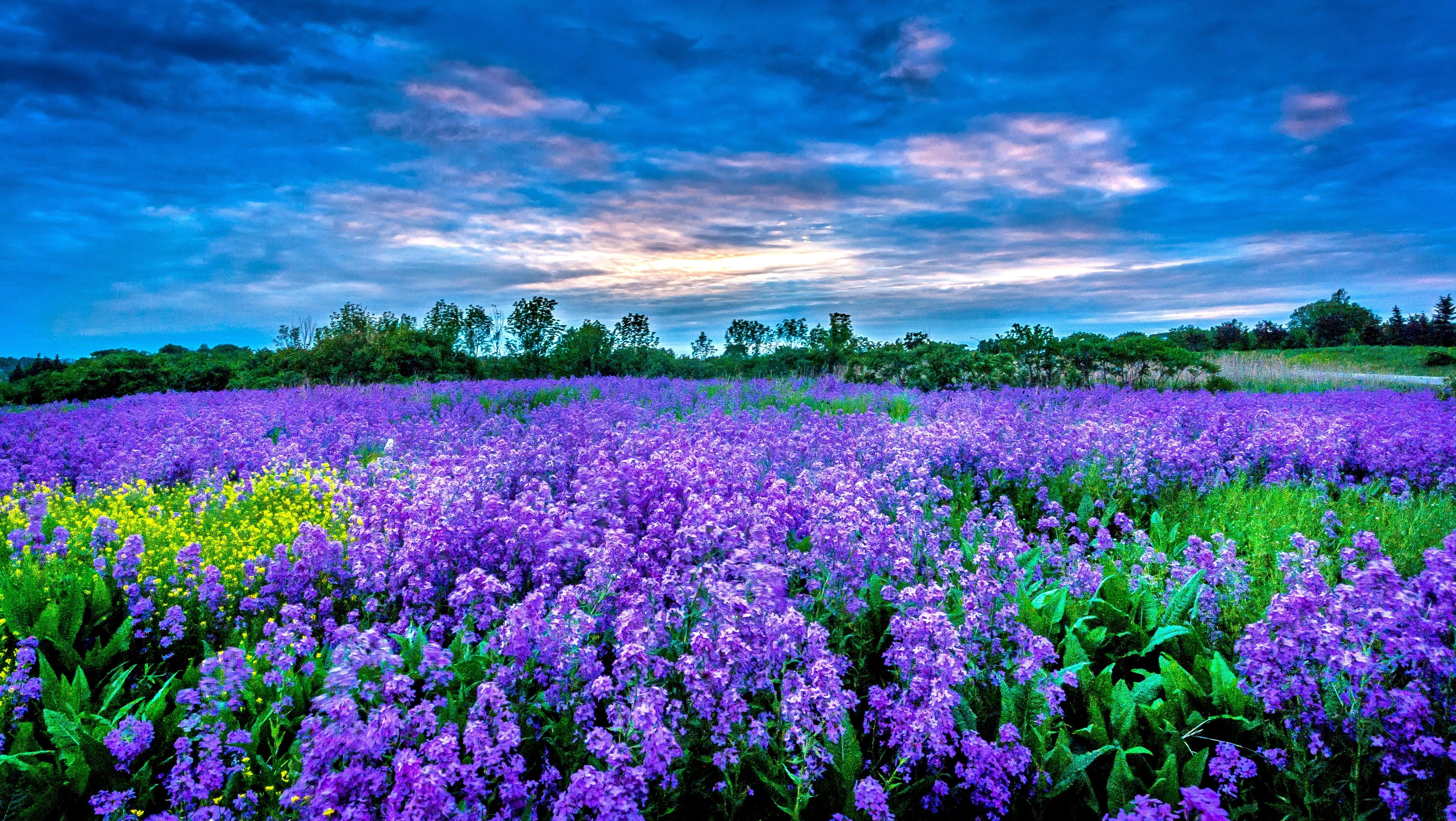 3603x2032 Earth - Field Earth Purple Flower Nature Sky Wallpaper