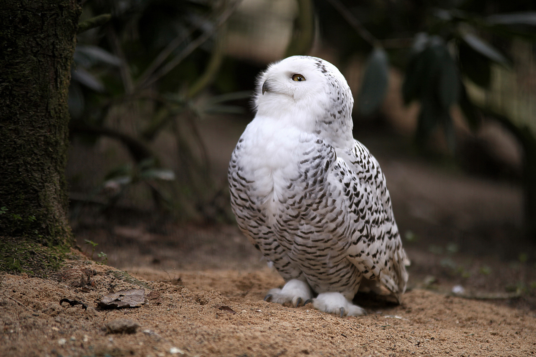 2048x1365 ... Snowy Owl (7) ...
