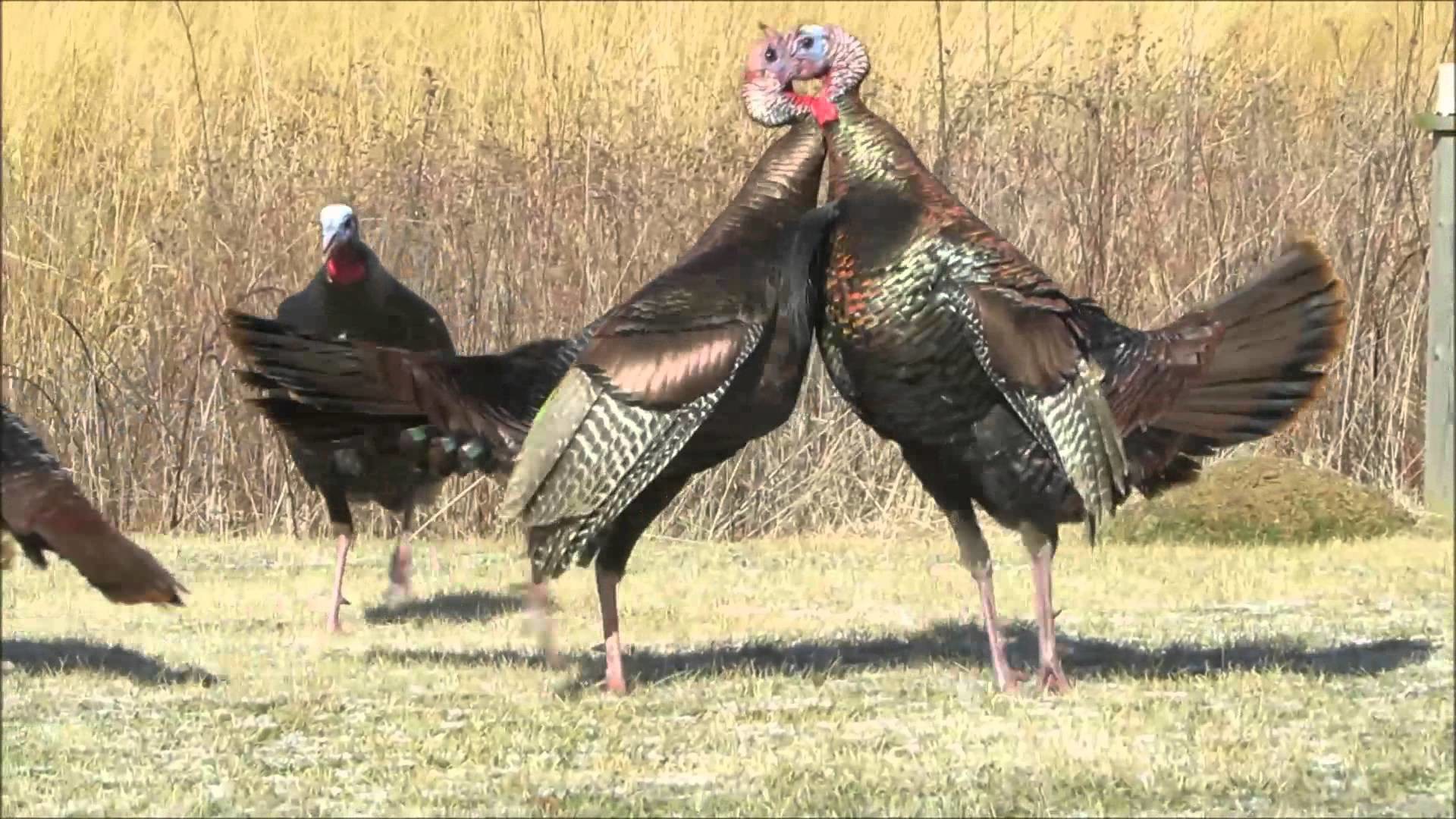 1920x1080 Wild Turkey Fight